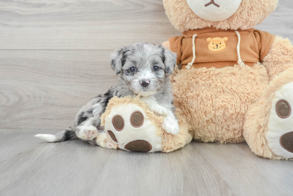 Mini Aussiedoodle Puppy for Adoption