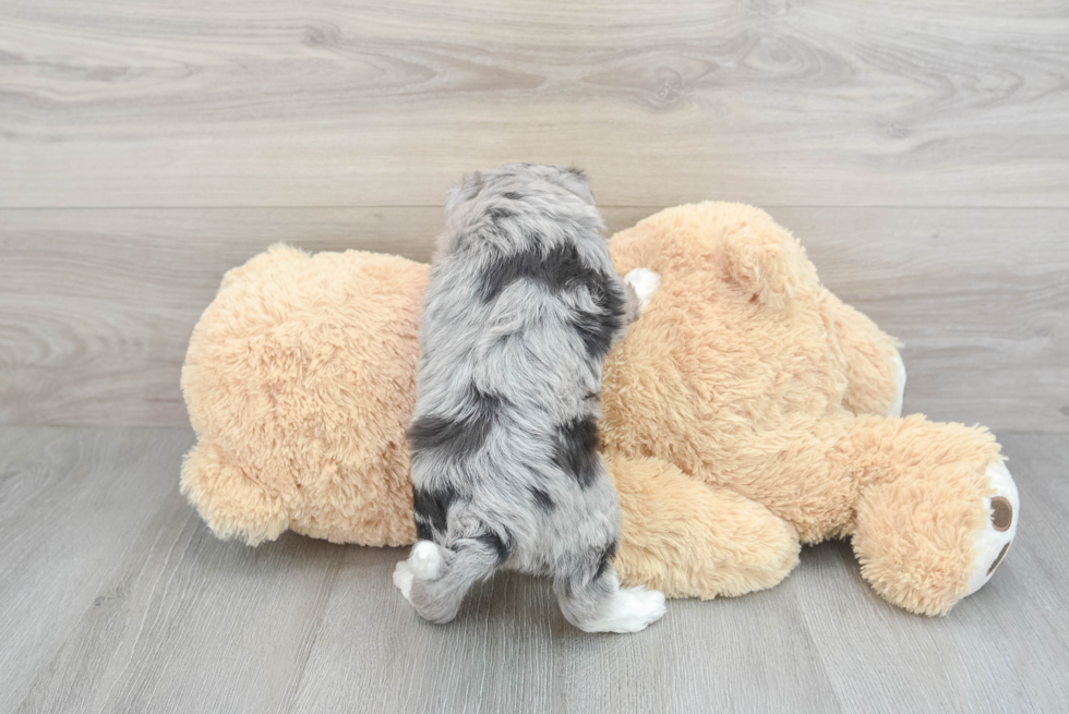 Cute Mini Aussiedoodle Baby