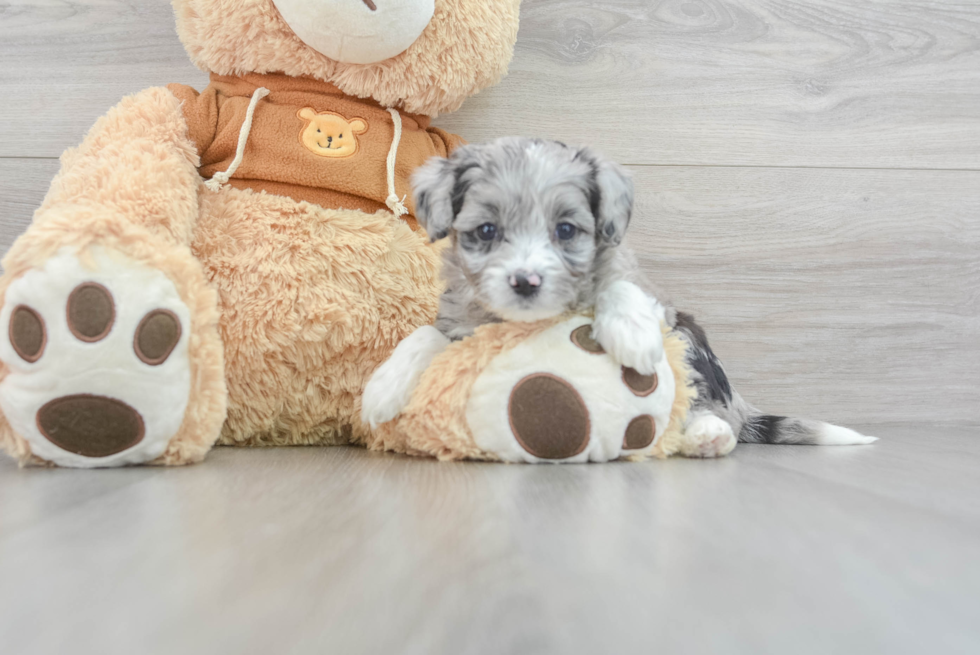 Best Mini Aussiedoodle Baby