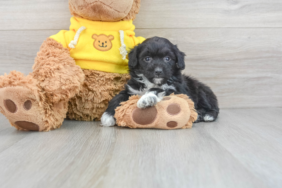 Mini Aussiedoodle Pup Being Cute