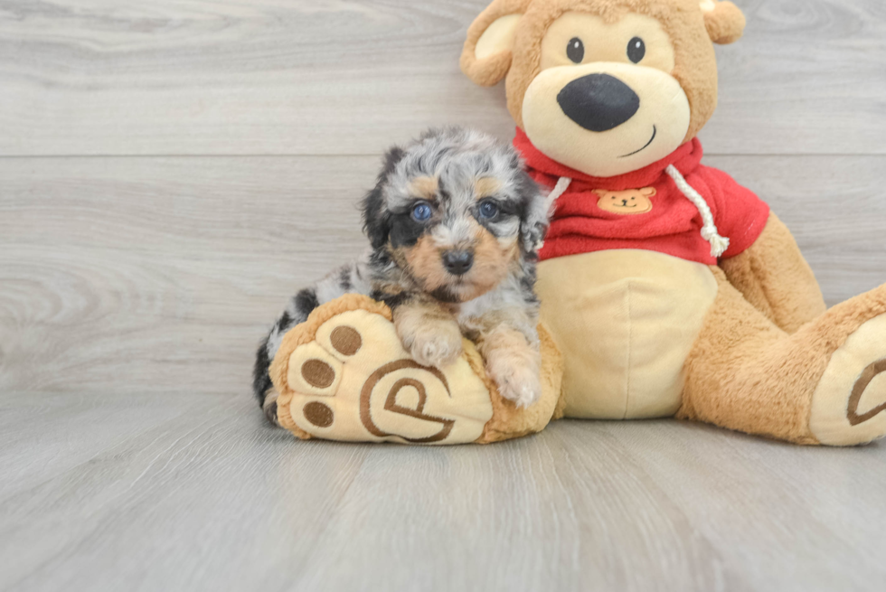 Friendly Mini Aussiedoodle Baby