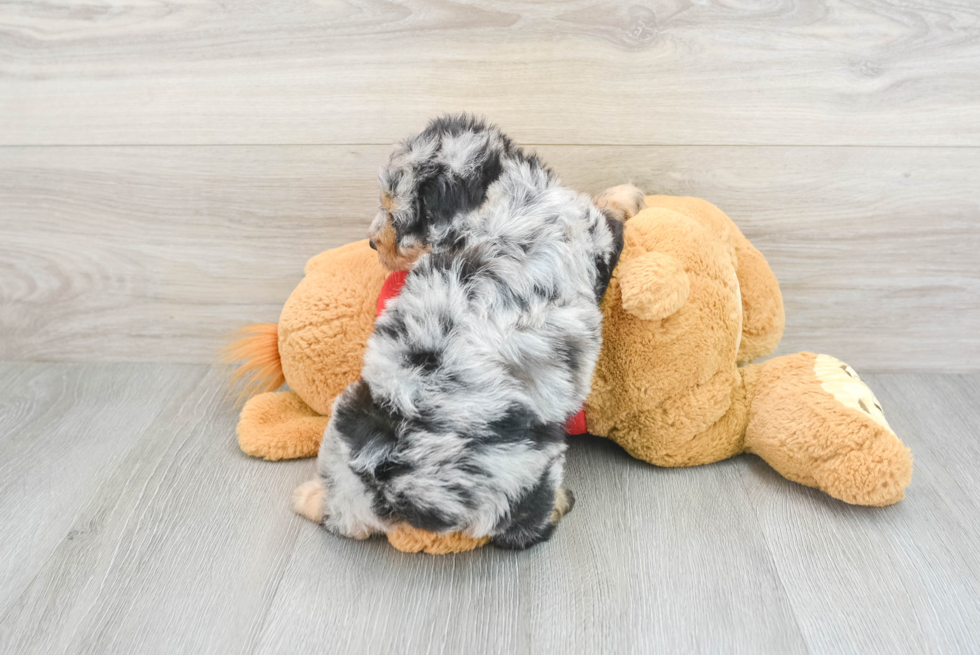 Best Mini Aussiedoodle Baby