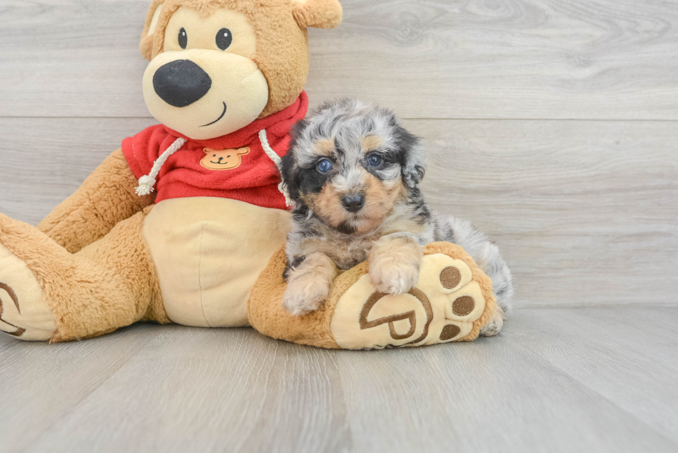 Happy Mini Aussiedoodle Baby