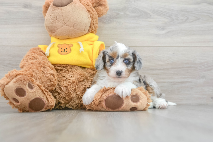 Playful Aussiepoo Poodle Mix Puppy