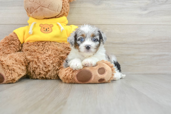 Cute Mini Aussiedoodle Baby