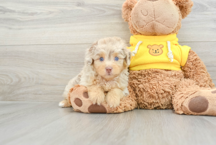 Best Mini Aussiedoodle Baby