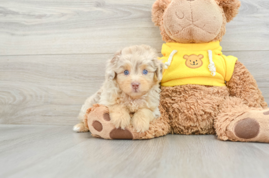 Best Mini Aussiedoodle Baby