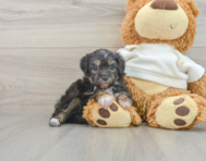 6 week old Mini Aussiedoodle Puppy For Sale - Premier Pups