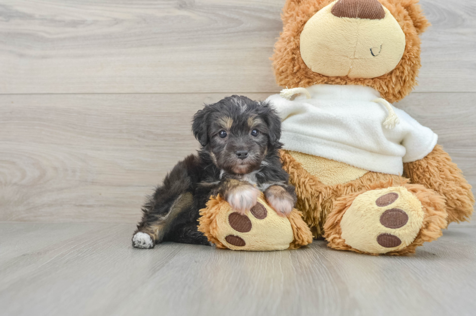 5 week old Mini Aussiedoodle Puppy For Sale - Premier Pups