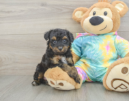 8 week old Mini Aussiedoodle Puppy For Sale - Premier Pups