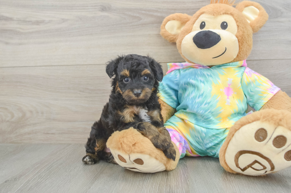 5 week old Mini Aussiedoodle Puppy For Sale - Premier Pups