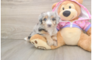 Mini Aussiedoodle Puppy for Adoption