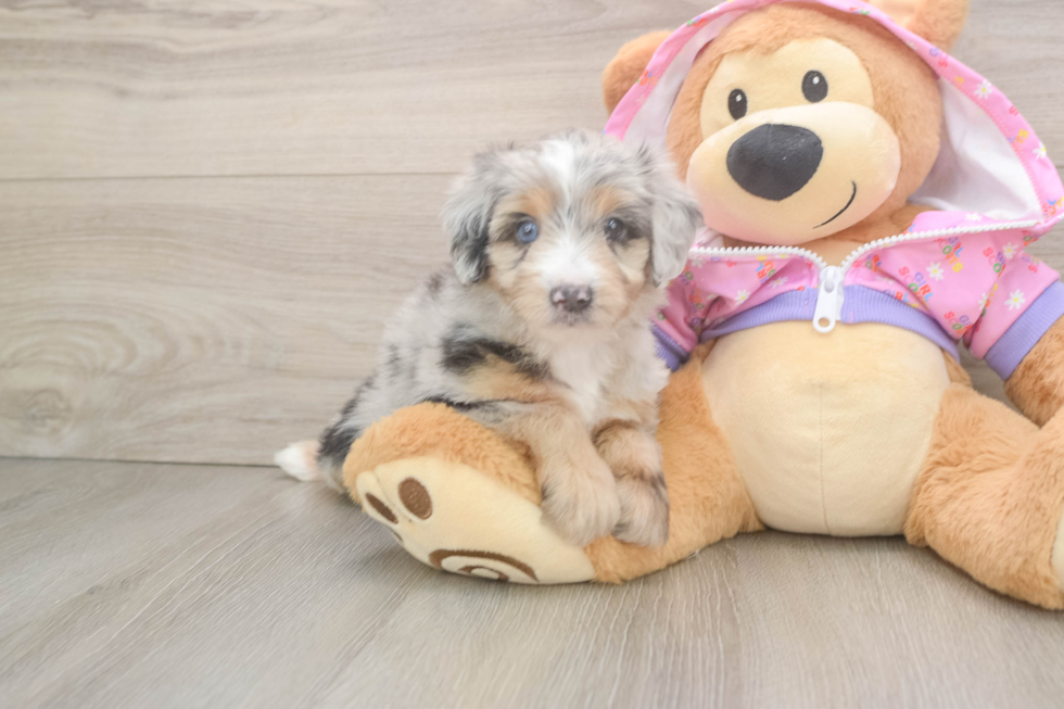 Mini Aussiedoodle Puppy for Adoption