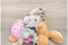 Mini Aussiedoodle Pup Being Cute