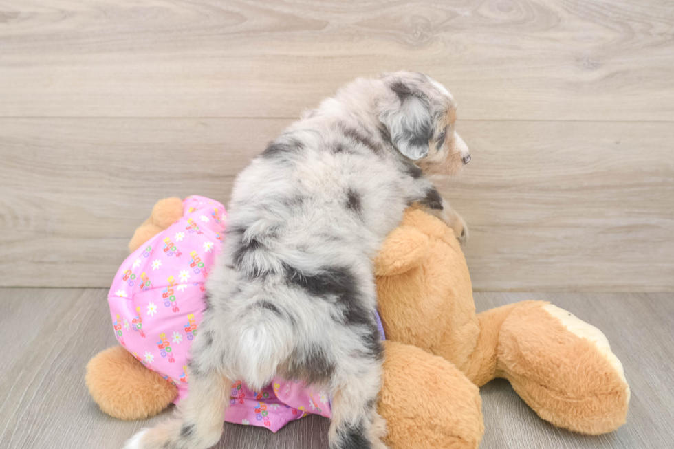 Mini Aussiedoodle Pup Being Cute