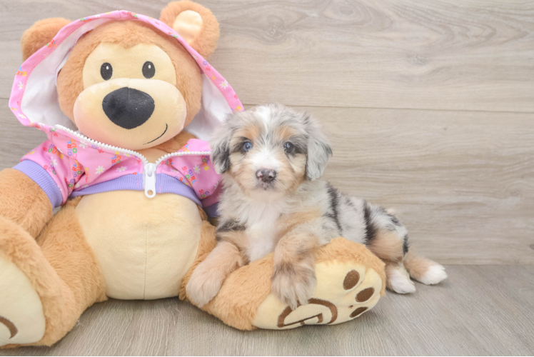Mini Aussiedoodle Pup Being Cute