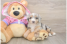 Mini Aussiedoodle Pup Being Cute