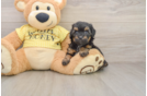 Mini Aussiedoodle Pup Being Cute