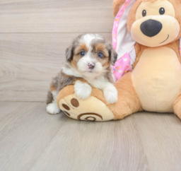 7 week old Mini Aussiedoodle Puppy For Sale - Premier Pups