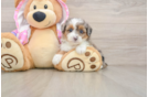 Best Mini Aussiedoodle Baby