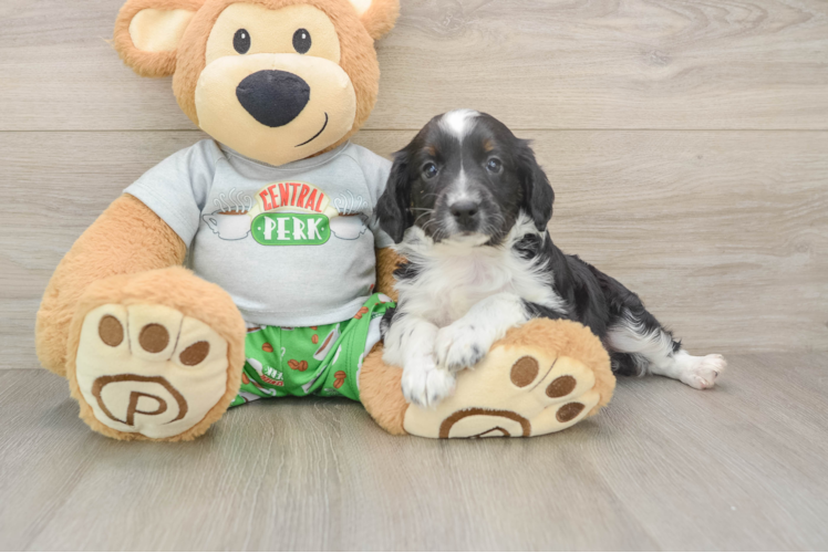 Mini Aussiedoodle Puppy for Adoption