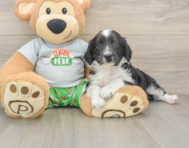 7 week old Mini Aussiedoodle Puppy For Sale - Premier Pups