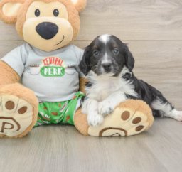 7 week old Mini Aussiedoodle Puppy For Sale - Premier Pups