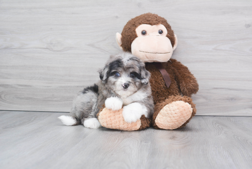 Mini Aussiedoodle Pup Being Cute