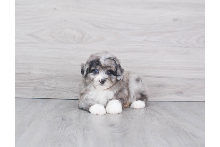 Mini Aussiedoodle Puppy for Adoption