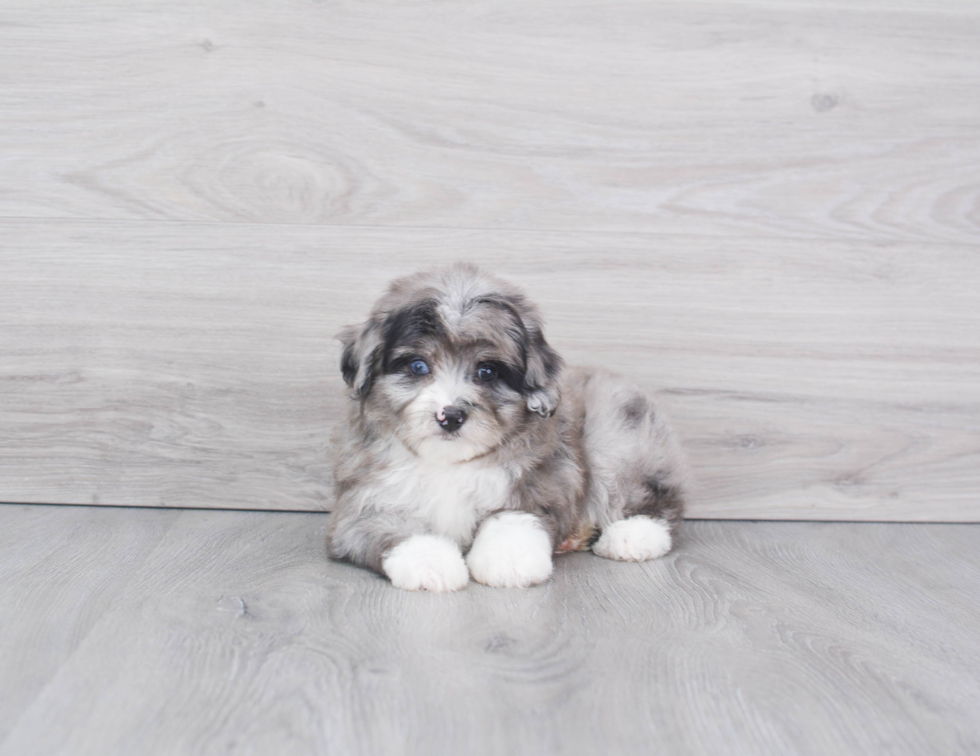 Mini Aussiedoodle Puppy for Adoption