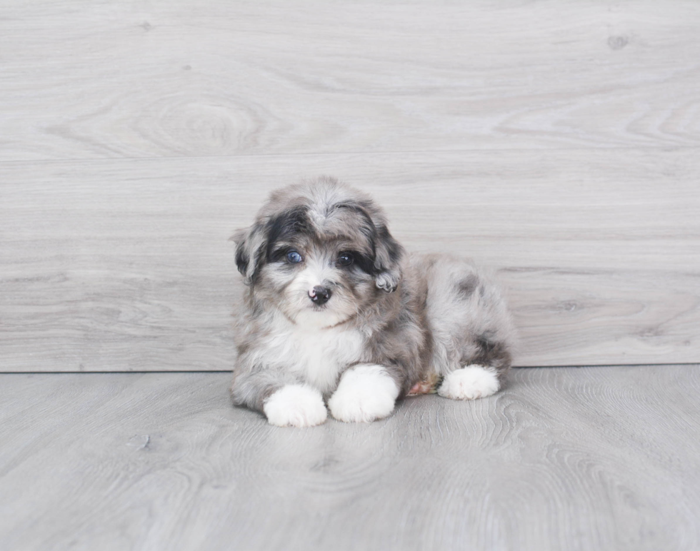 Hypoallergenic Aussiepoo Poodle Mix Puppy