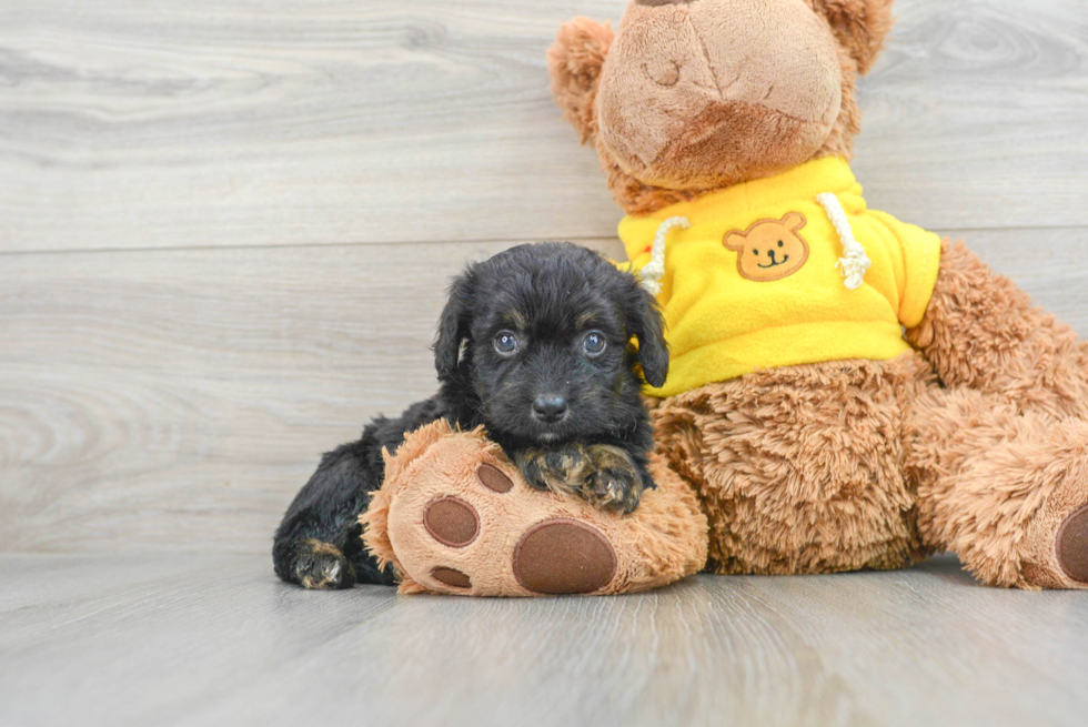 Petite Mini Aussiedoodle Poodle Mix Pup
