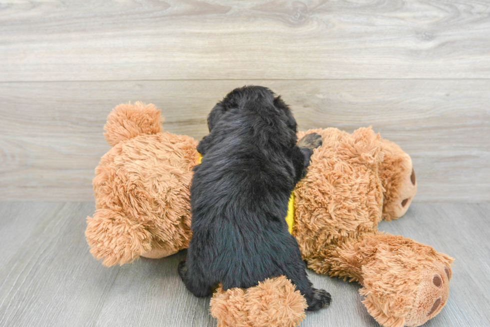 Playful Aussiepoo Poodle Mix Puppy