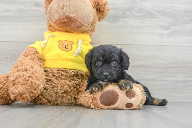 Smart Mini Aussiedoodle Poodle Mix Pup