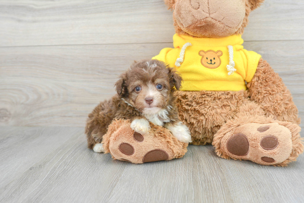 Playful Aussiepoo Poodle Mix Puppy