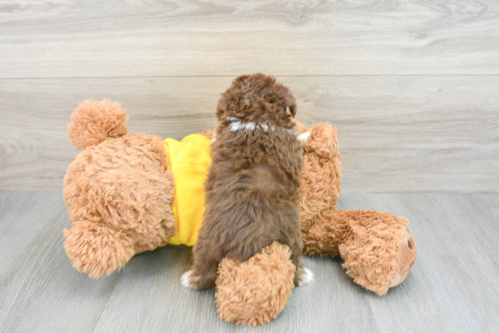 Little Aussiepoo Poodle Mix Puppy