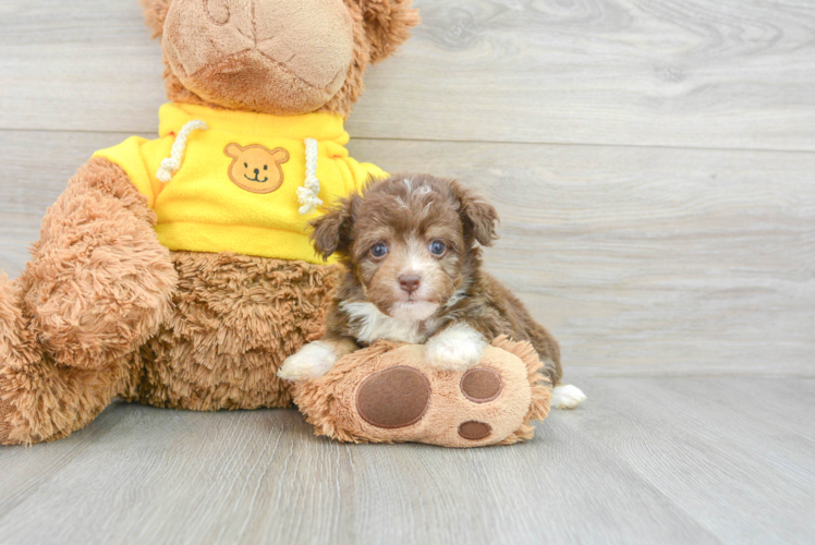 Fluffy Mini Aussiedoodle Poodle Mix Pup