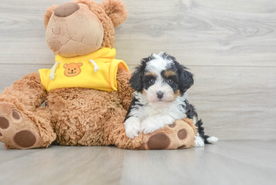 Mini Aussiedoodle Puppy for Adoption