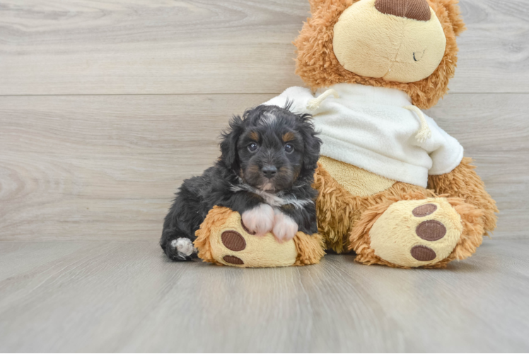 Best Mini Aussiedoodle Baby