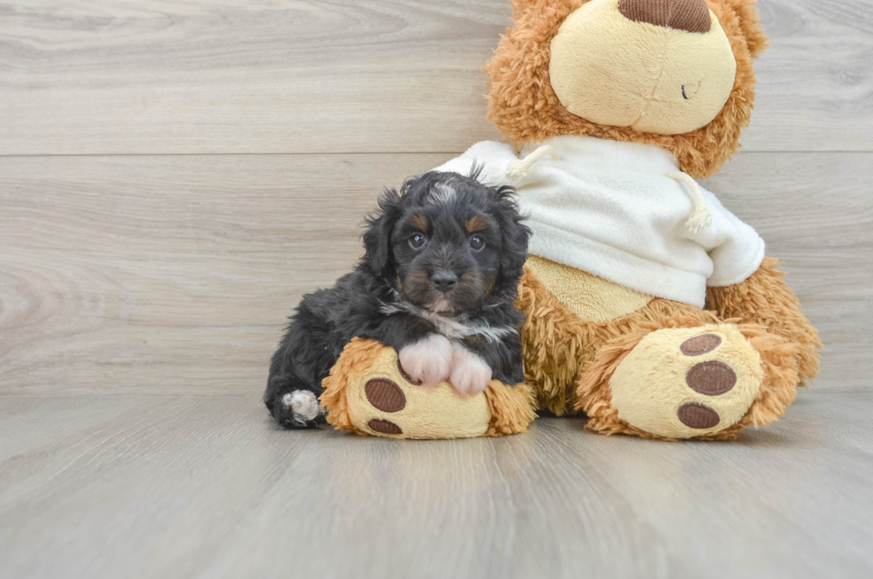 6 week old Mini Aussiedoodle Puppy For Sale - Premier Pups