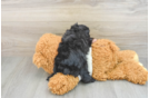 Fluffy Mini Aussiedoodle Poodle Mix Pup