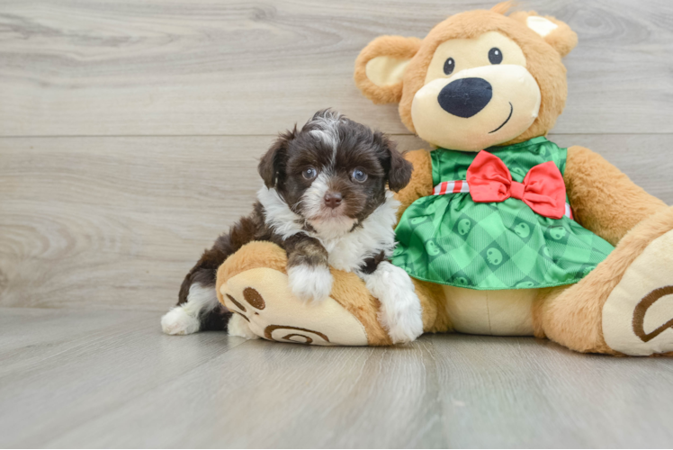 Mini Aussiedoodle Pup Being Cute