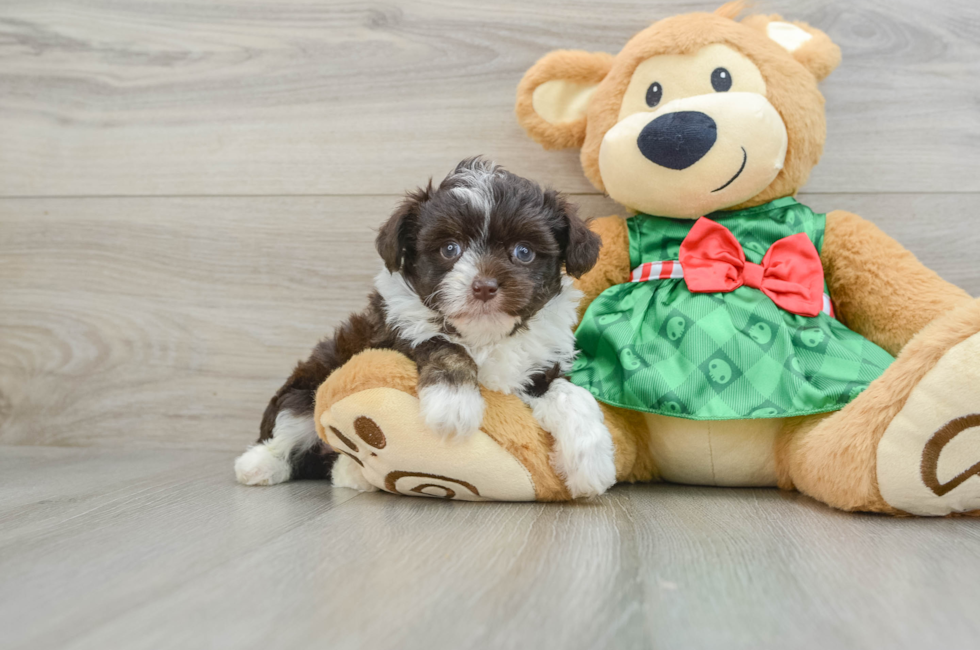 5 week old Mini Aussiedoodle Puppy For Sale - Premier Pups