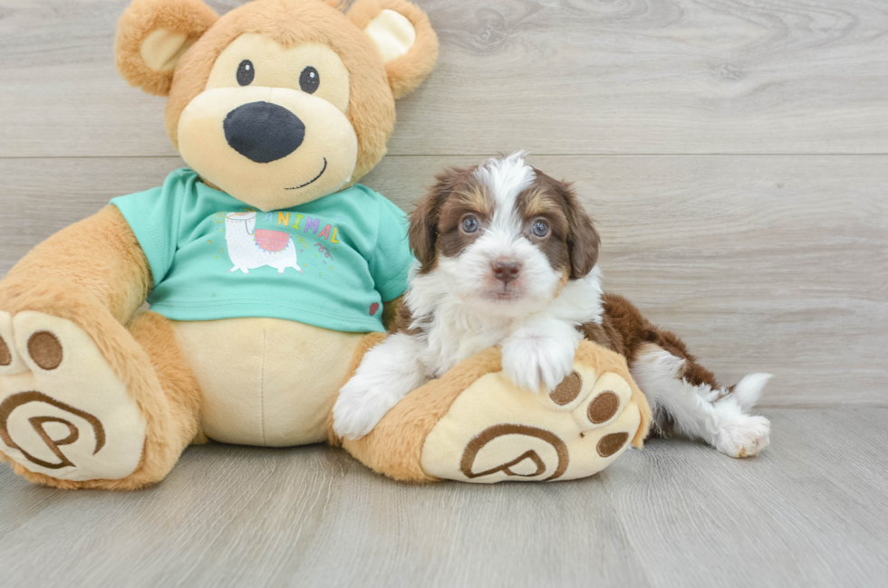 5 week old Mini Aussiedoodle Puppy For Sale - Premier Pups