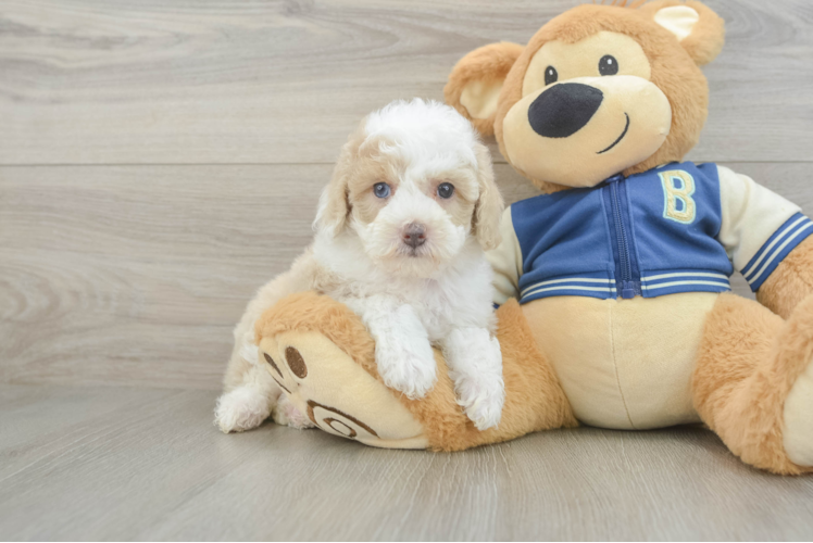 Mini Aussiedoodle Puppy for Adoption