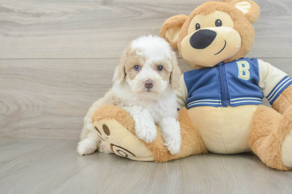 5 week old Mini Aussiedoodle Puppy For Sale - Premier Pups