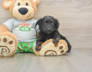 7 week old Mini Aussiedoodle Puppy For Sale - Premier Pups