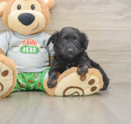 7 week old Mini Aussiedoodle Puppy For Sale - Premier Pups