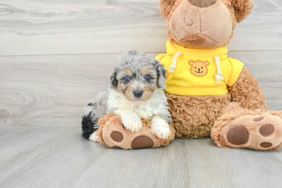 Funny Mini Aussiedoodle Poodle Mix Pup