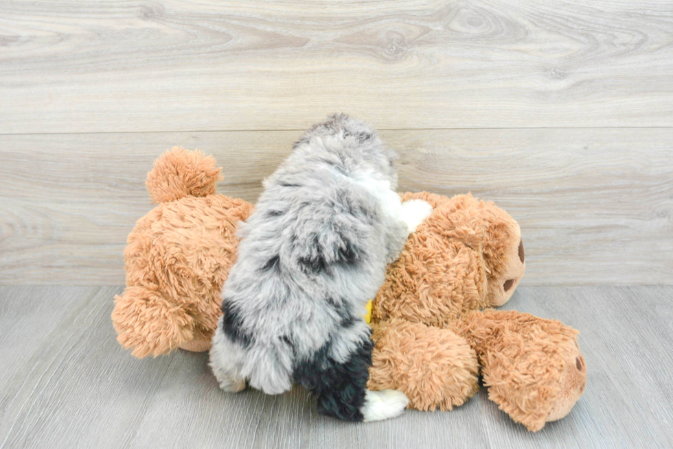 Best Mini Aussiedoodle Baby